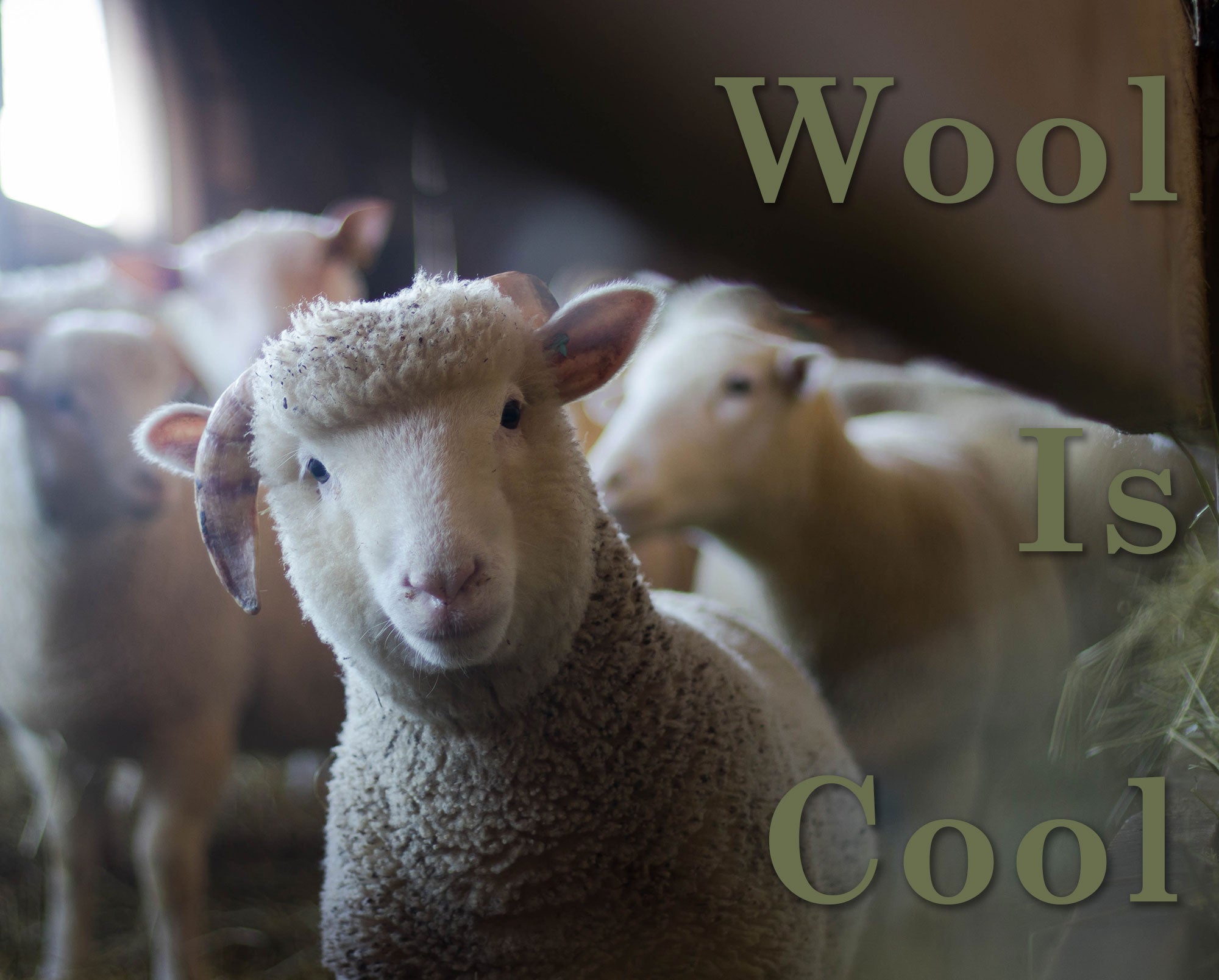 Wool Is Cool
